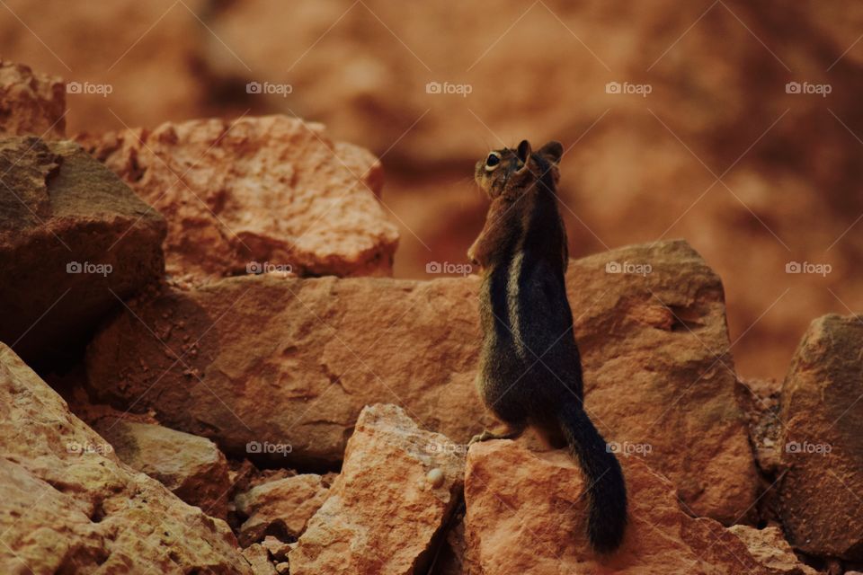 Squirrel down bryce canyon
