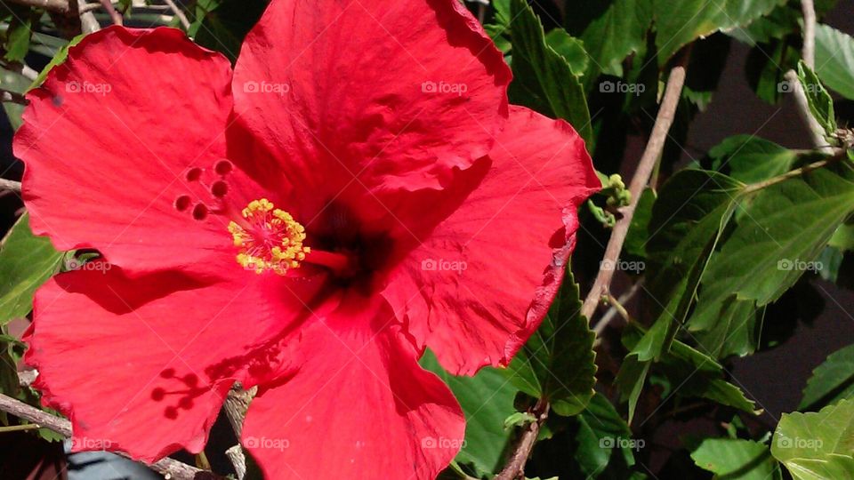 'red flower'. This shot was taken outside the mall, in Hawaii 