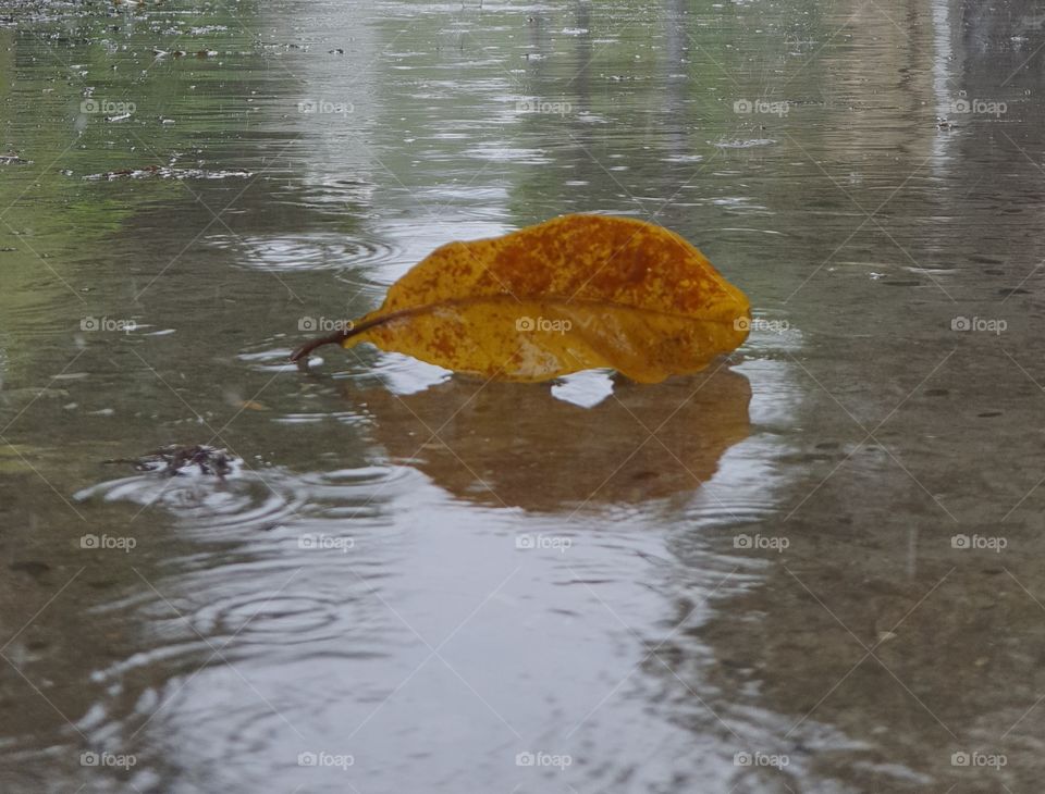Fallen leaf on the road in the rain