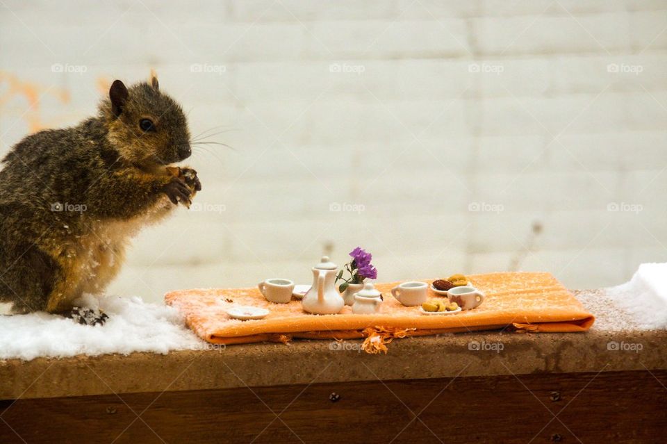 Squirrel breakfast