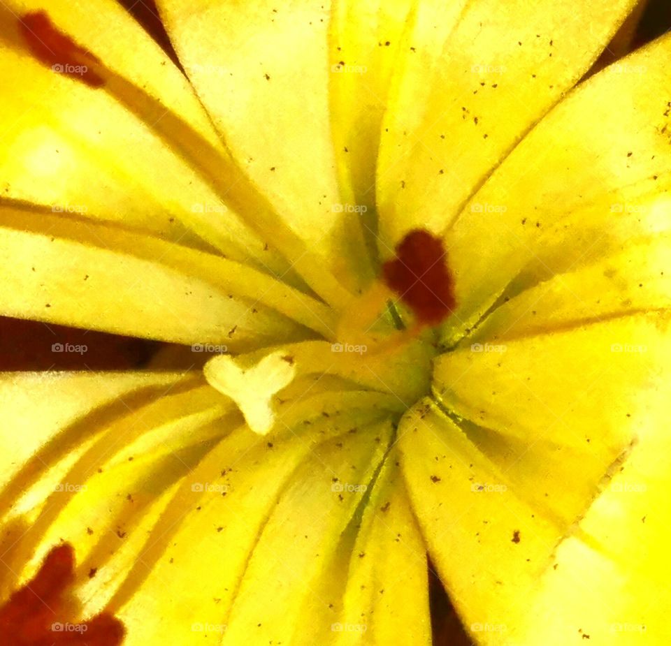 Into the bloom cifif