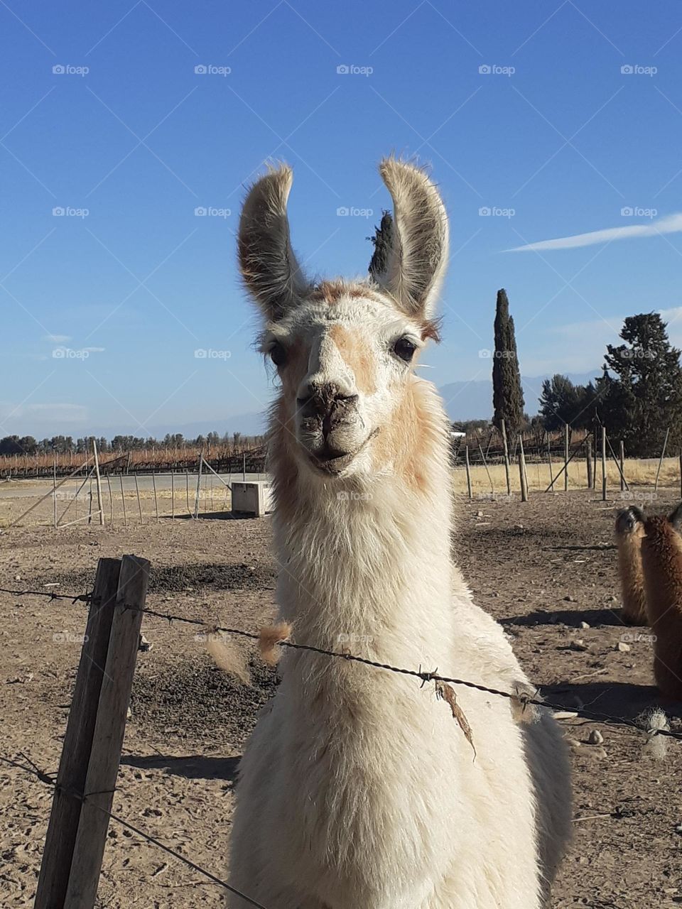 la llama te llama