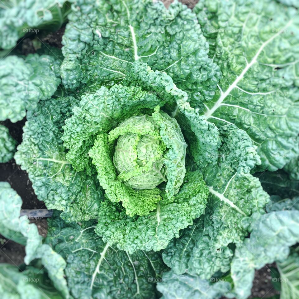 Green cabbage 