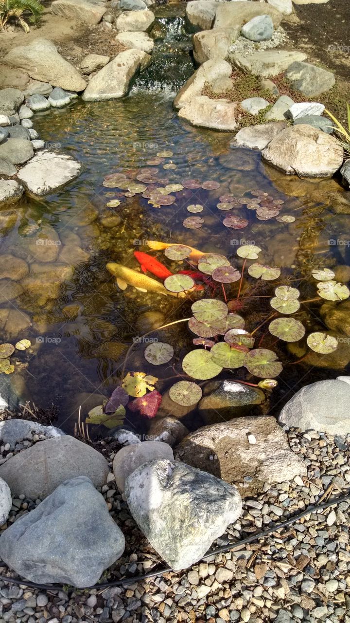pond. pond with koi from yard
