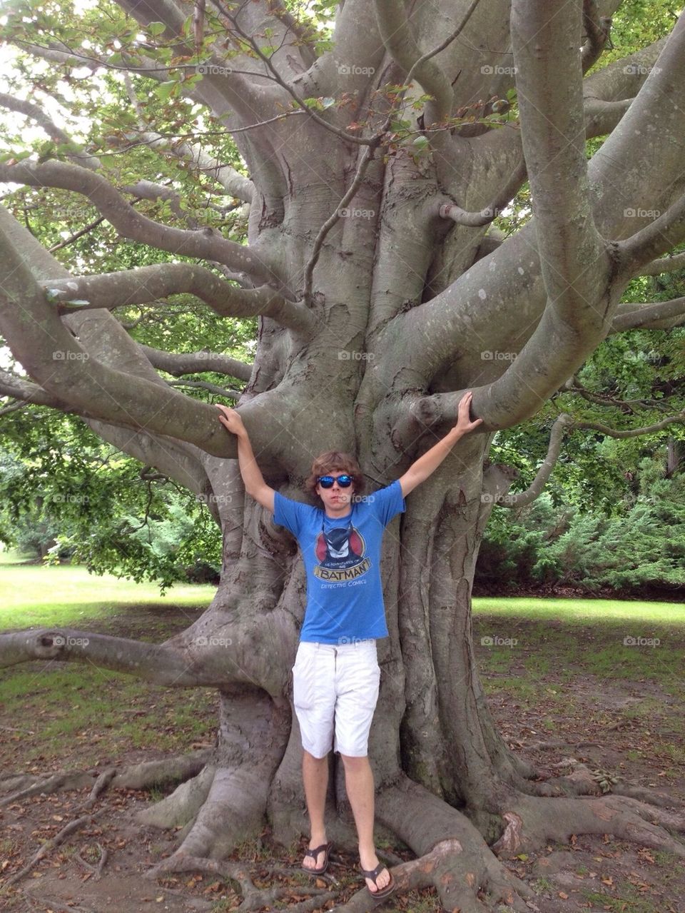 Big tree
