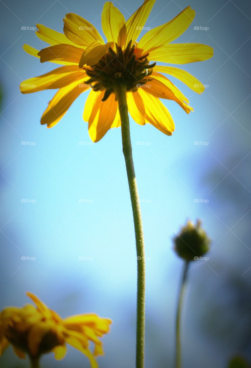 Underneath sunflower 