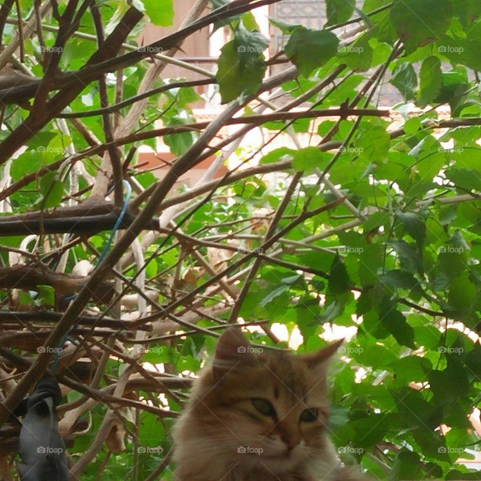 A beautiful and small cat looking at my camera.