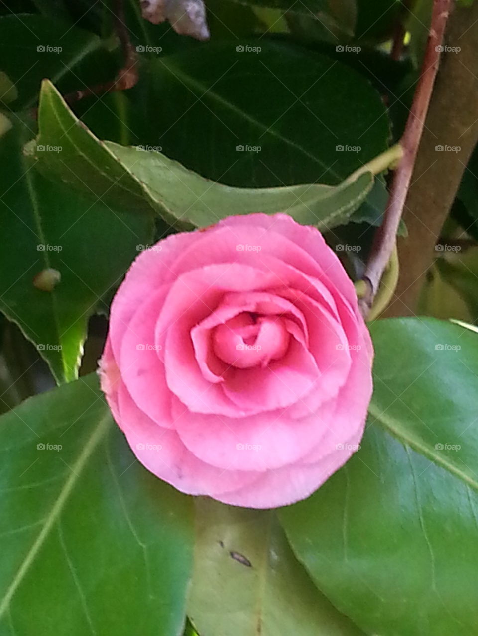 Camilla pink flower