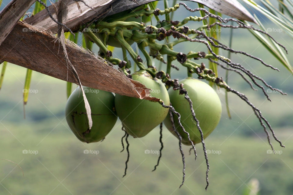 green tree fruit branches by mmcook