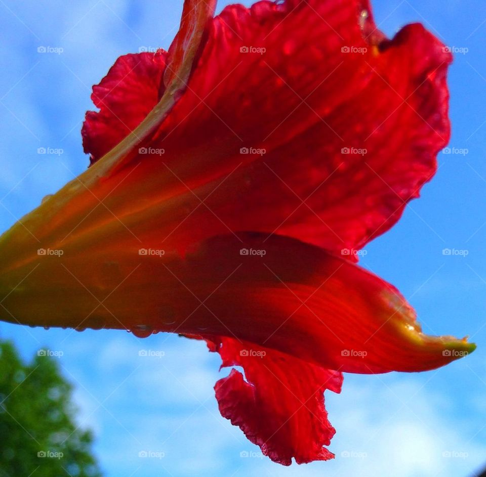 Orange Daylily against the Sky