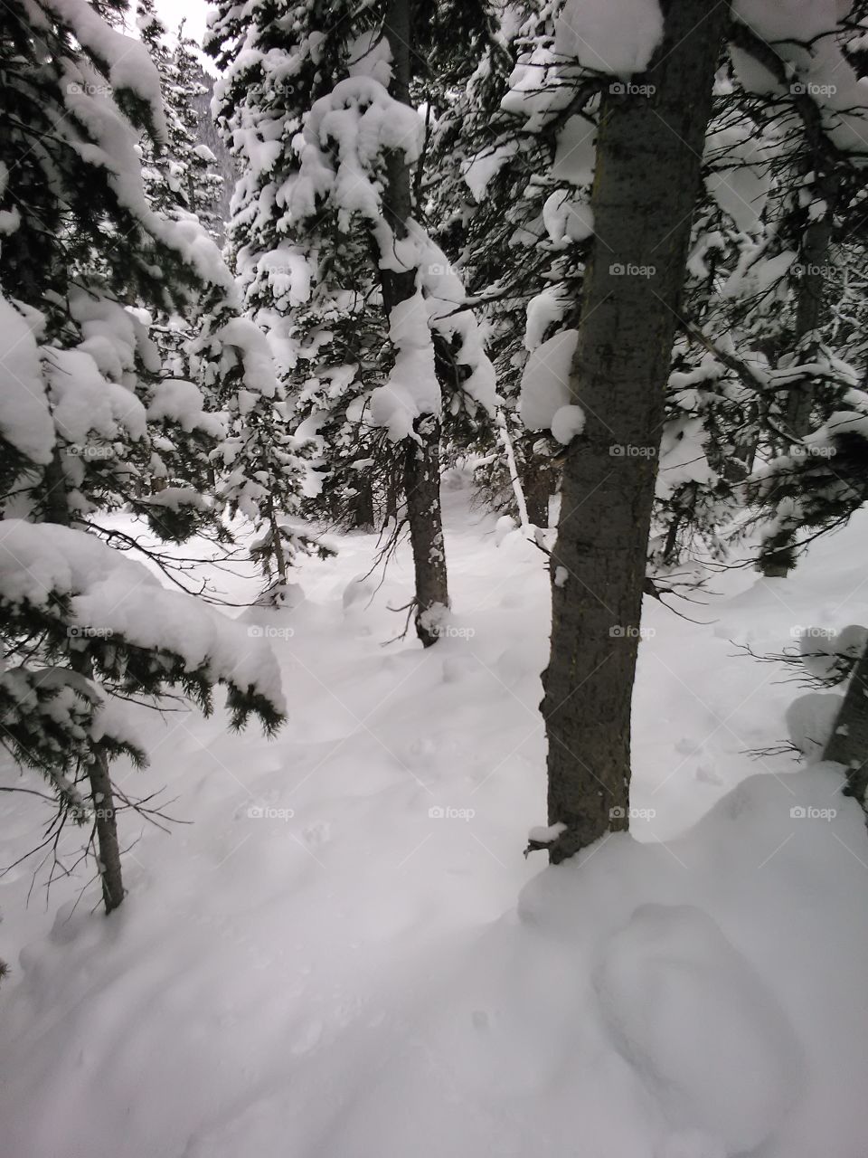 Tree Pow. Just a spot I stopped at while shredding some pow in the tree's on some Colorado mountain.