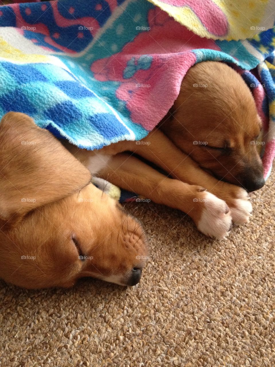 Two dog resting in room