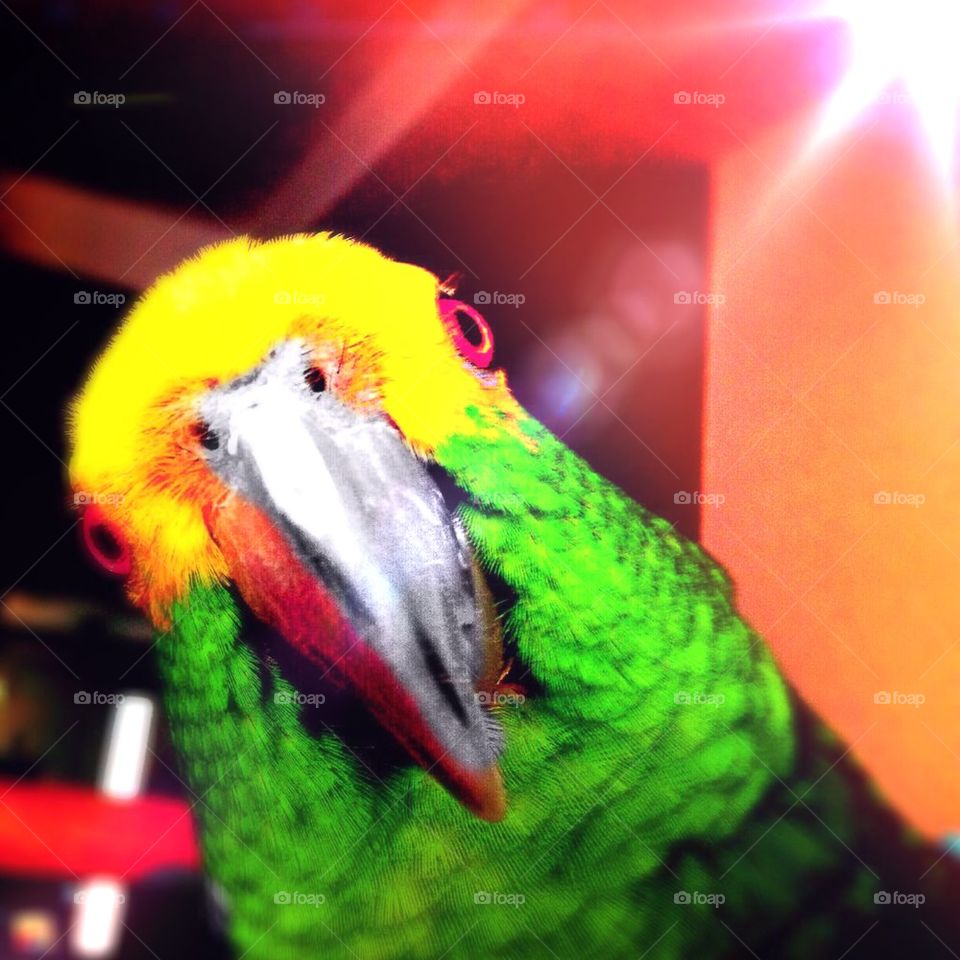 Curious parrot 