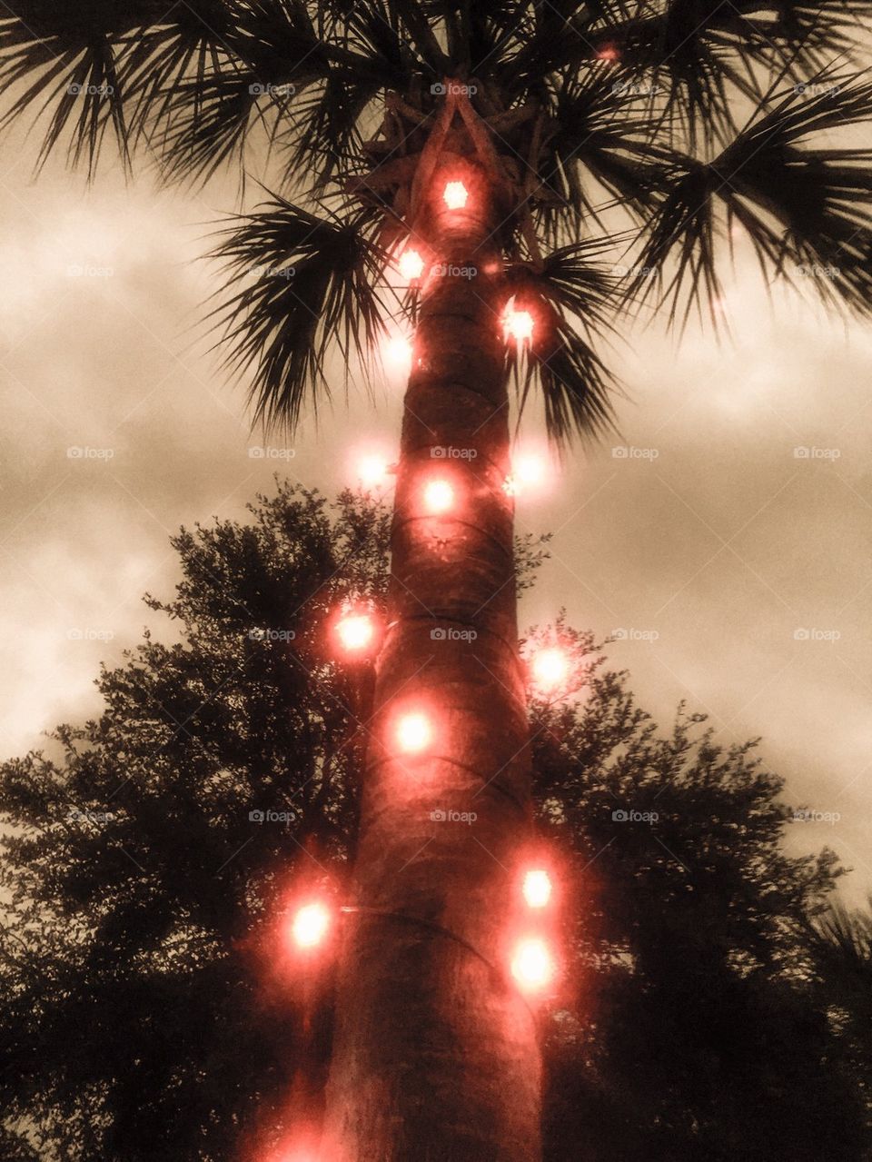 Carmine Palm Christmas Tree