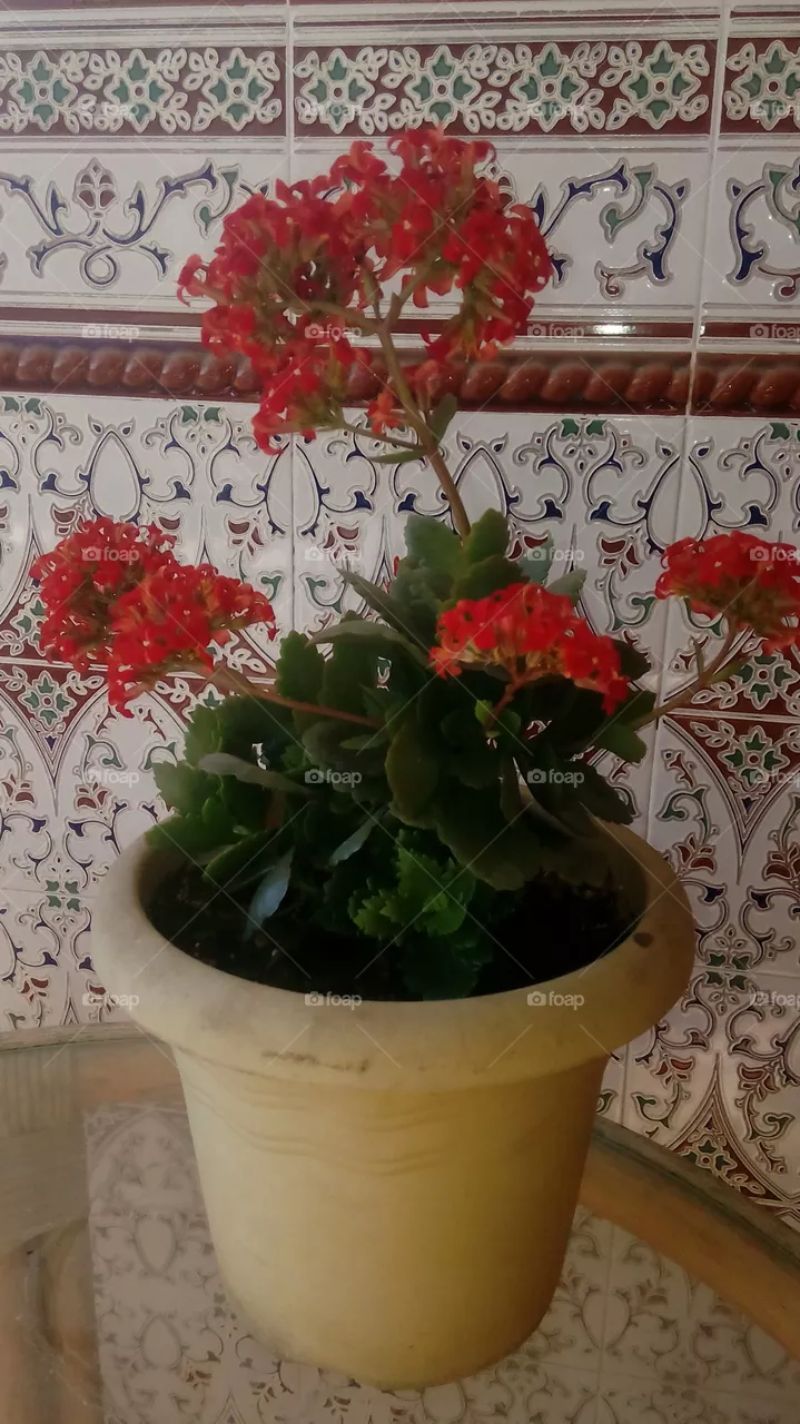 plant