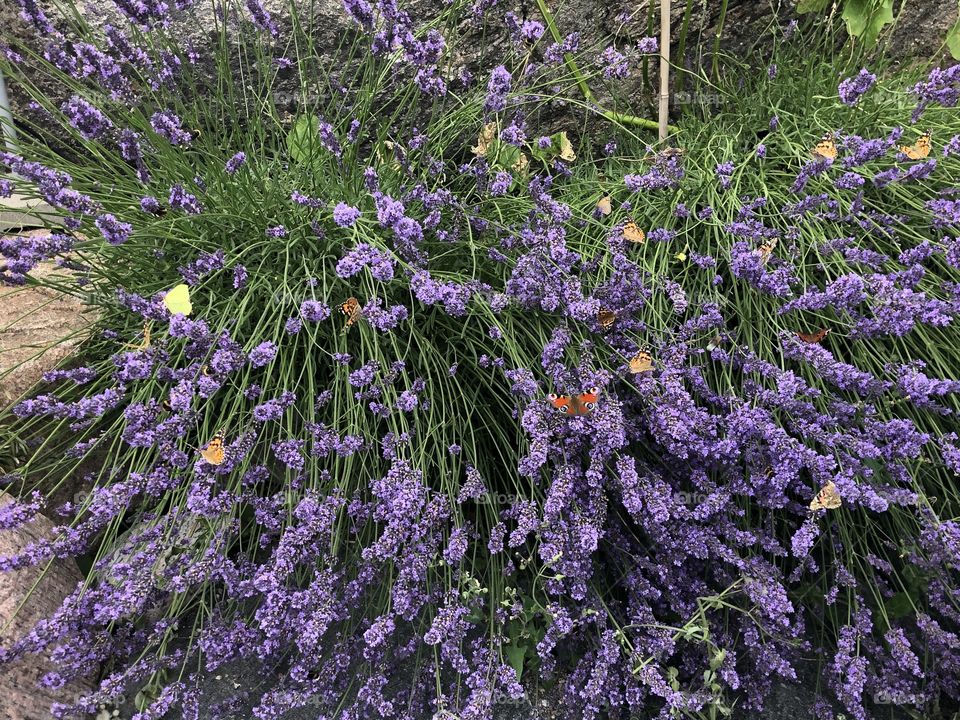 Lavender an butterflies