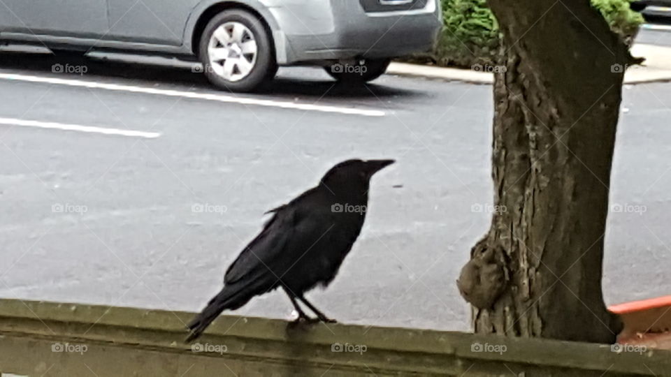 a crow in silhouette