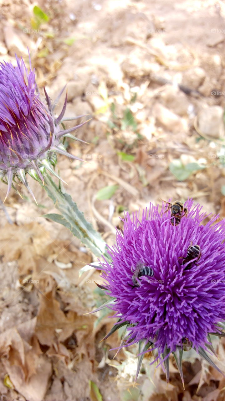 Bees on the purple flower