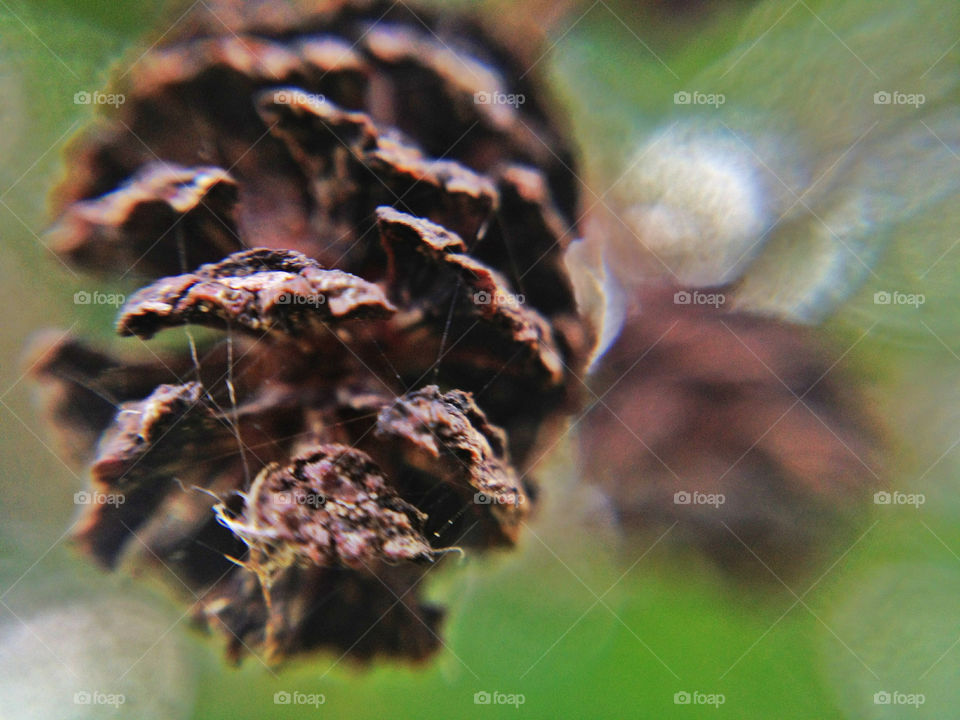 a macro of a small pine cone