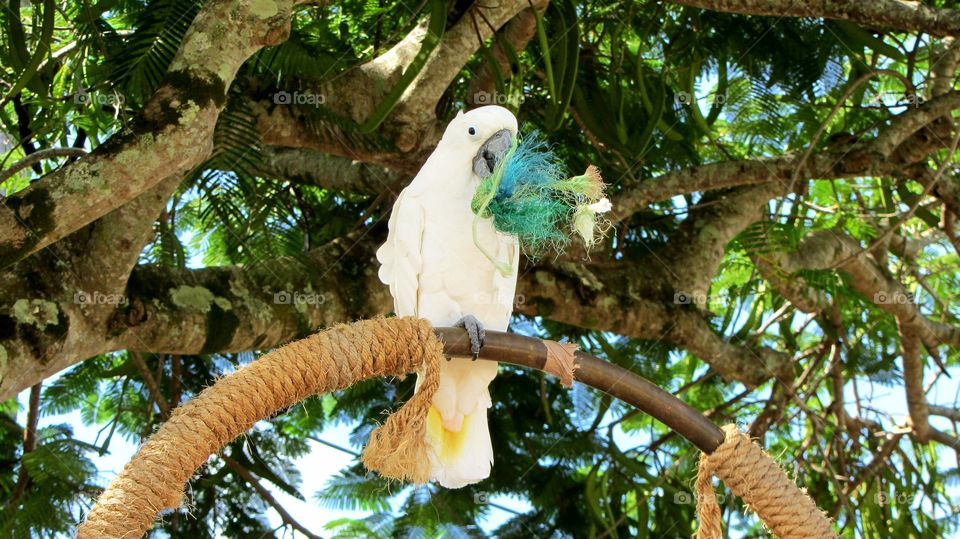 Daphne  the Parakeet