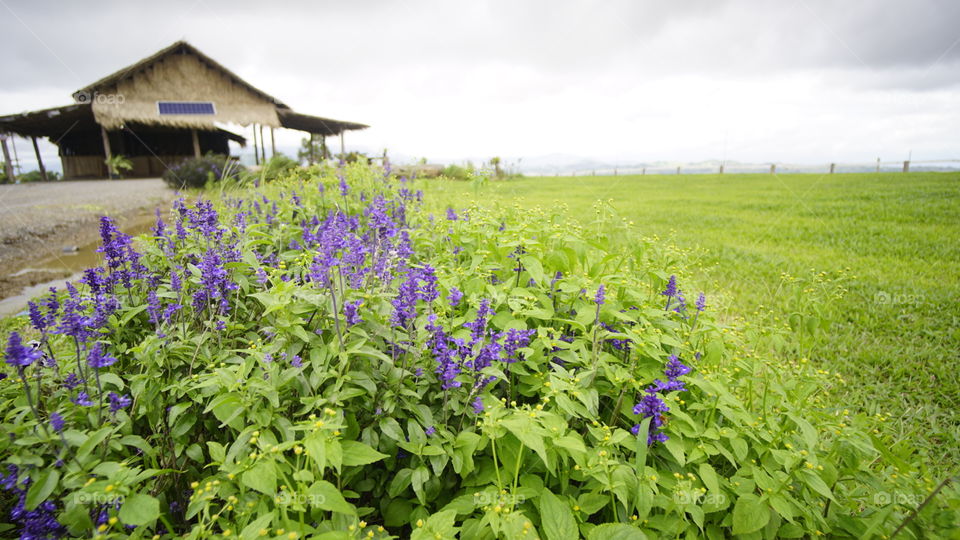 Nature, Flower, Field, Summer, Rural