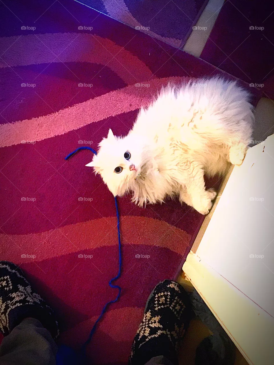 playing cat
