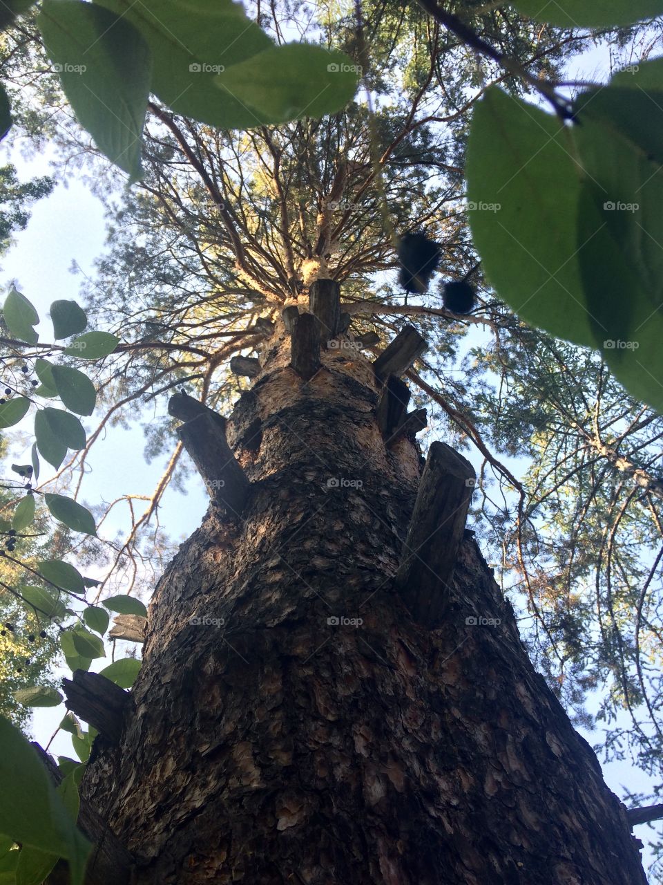 Pine tree leaves forest Russia tree branches view