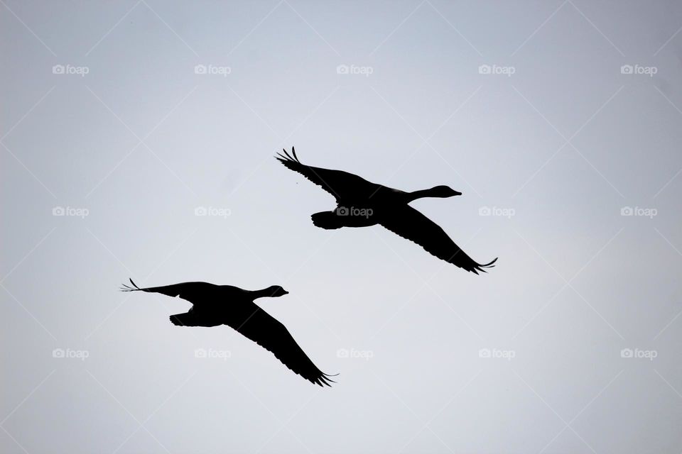 Flying geese silhouette