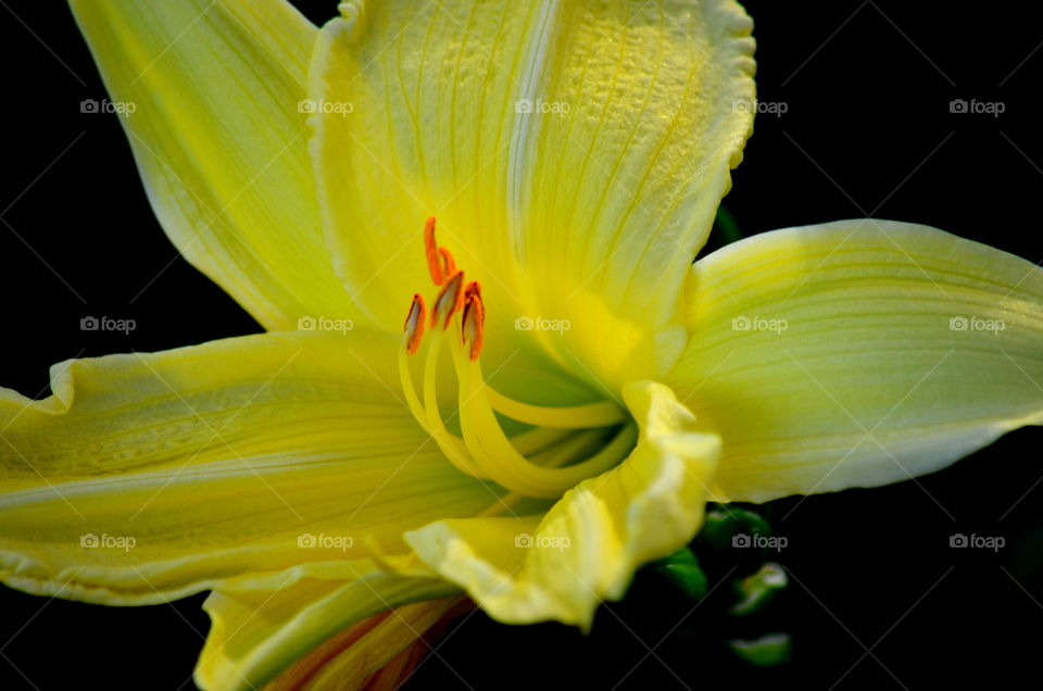 yellow lily