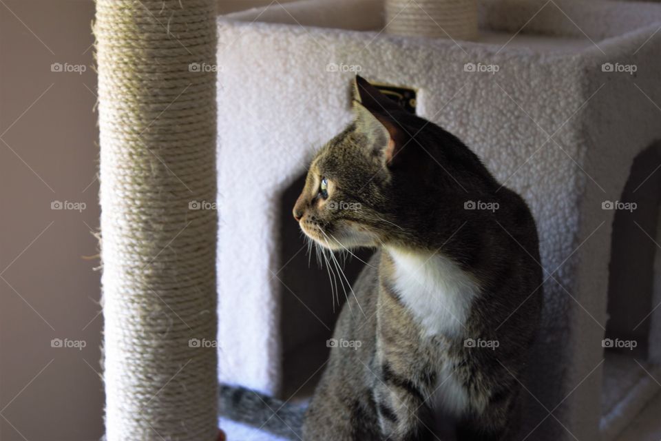 Tabby with white fur on cat tree looking out window
