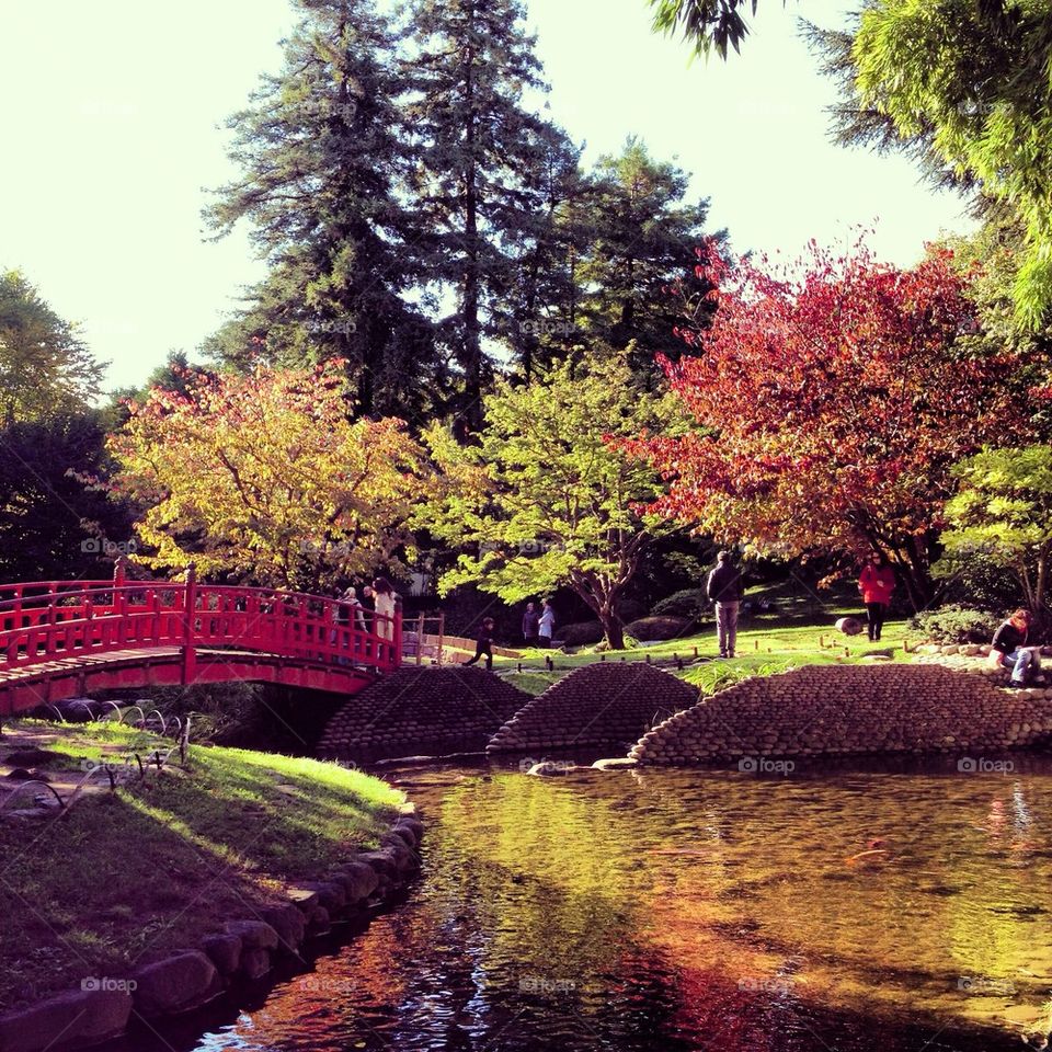 japanese garden