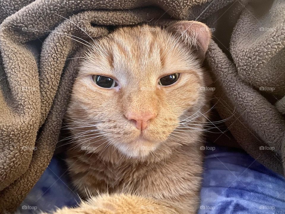 An orange tabby cat sitting under a brown fleece blanket 