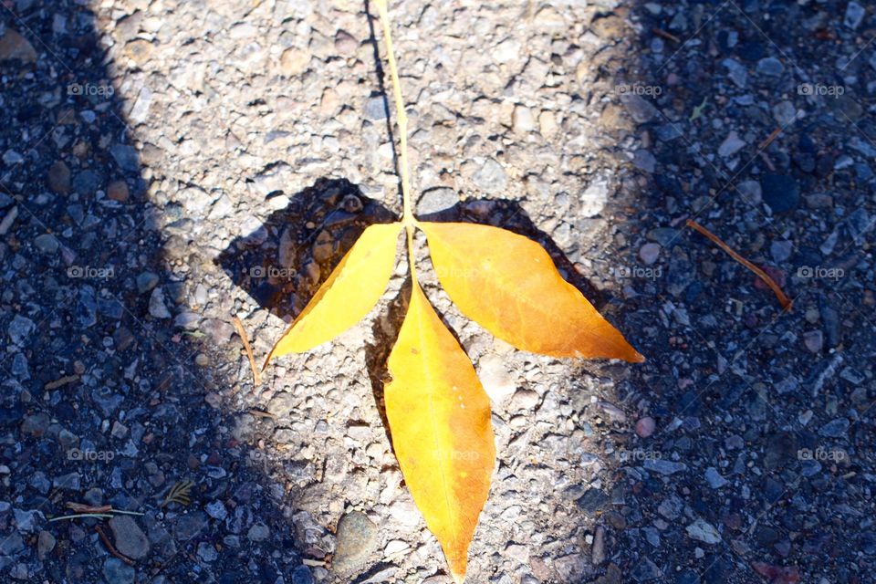 Fall Leaves on Pavement 