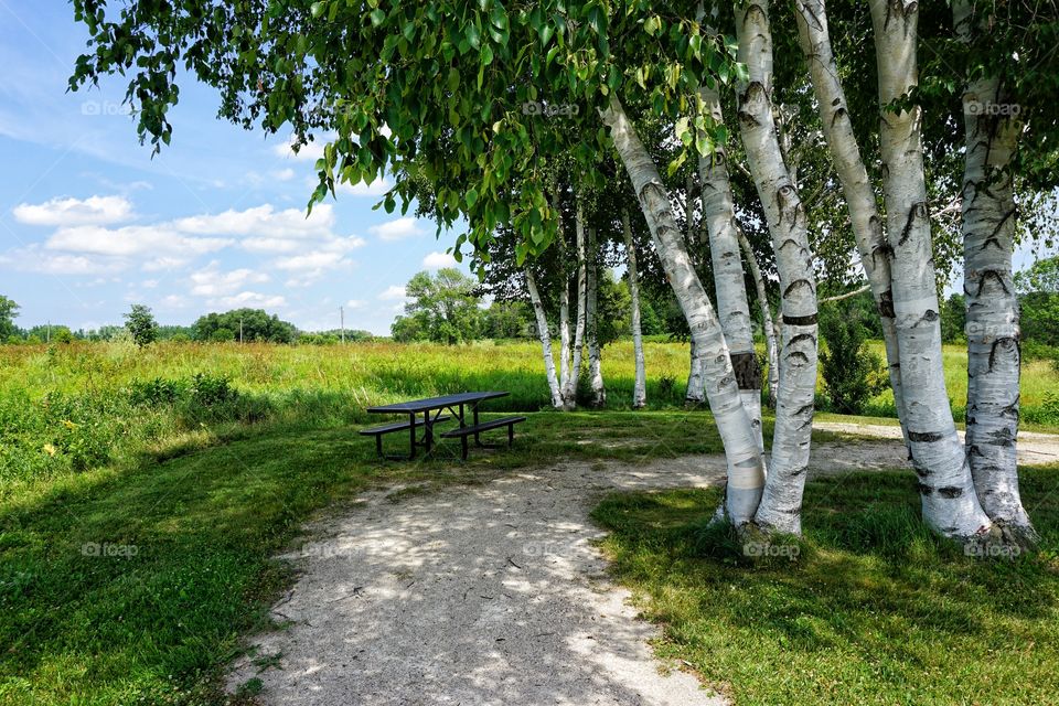 Empty road against trees