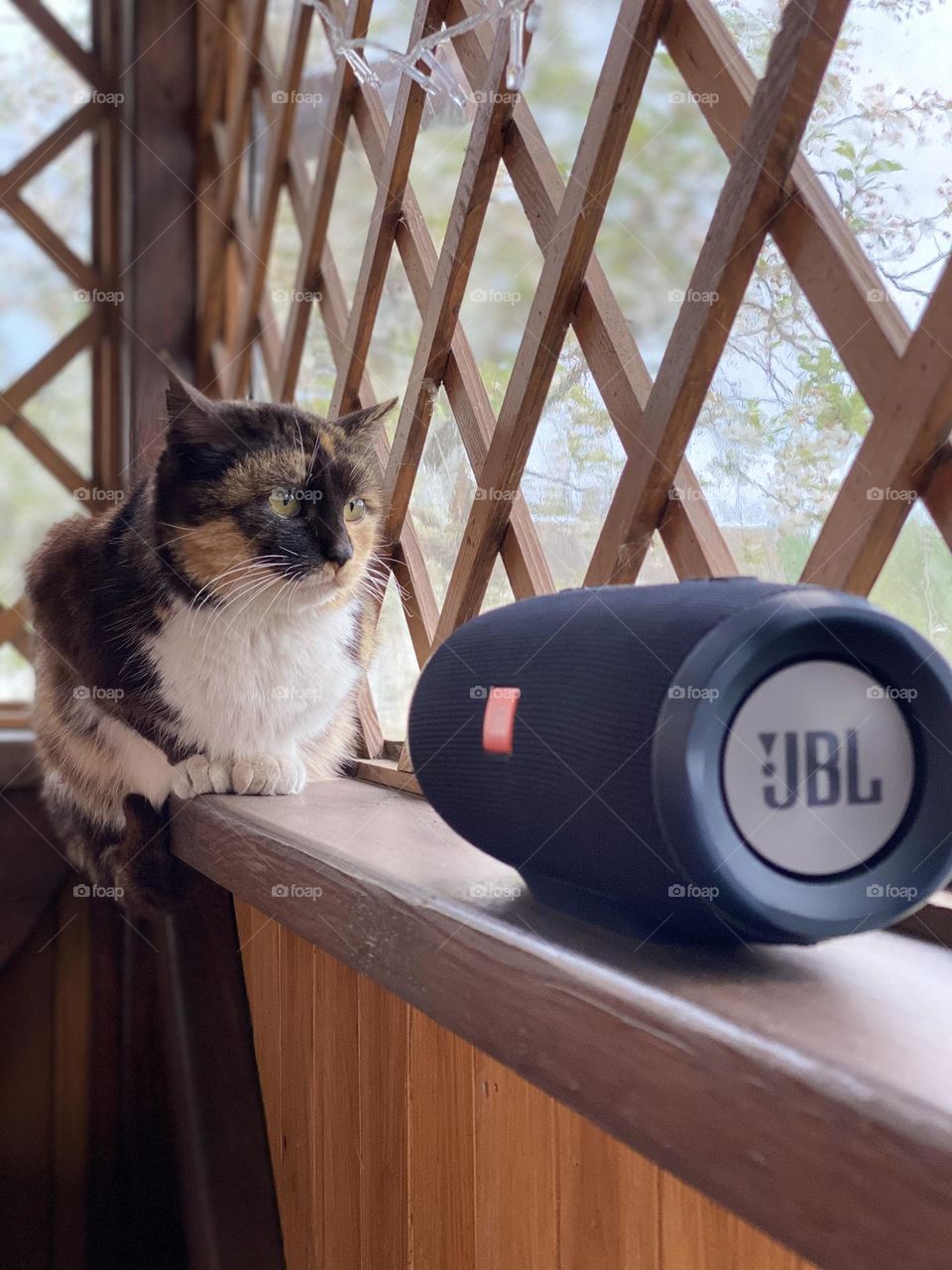 The cat is listening to music