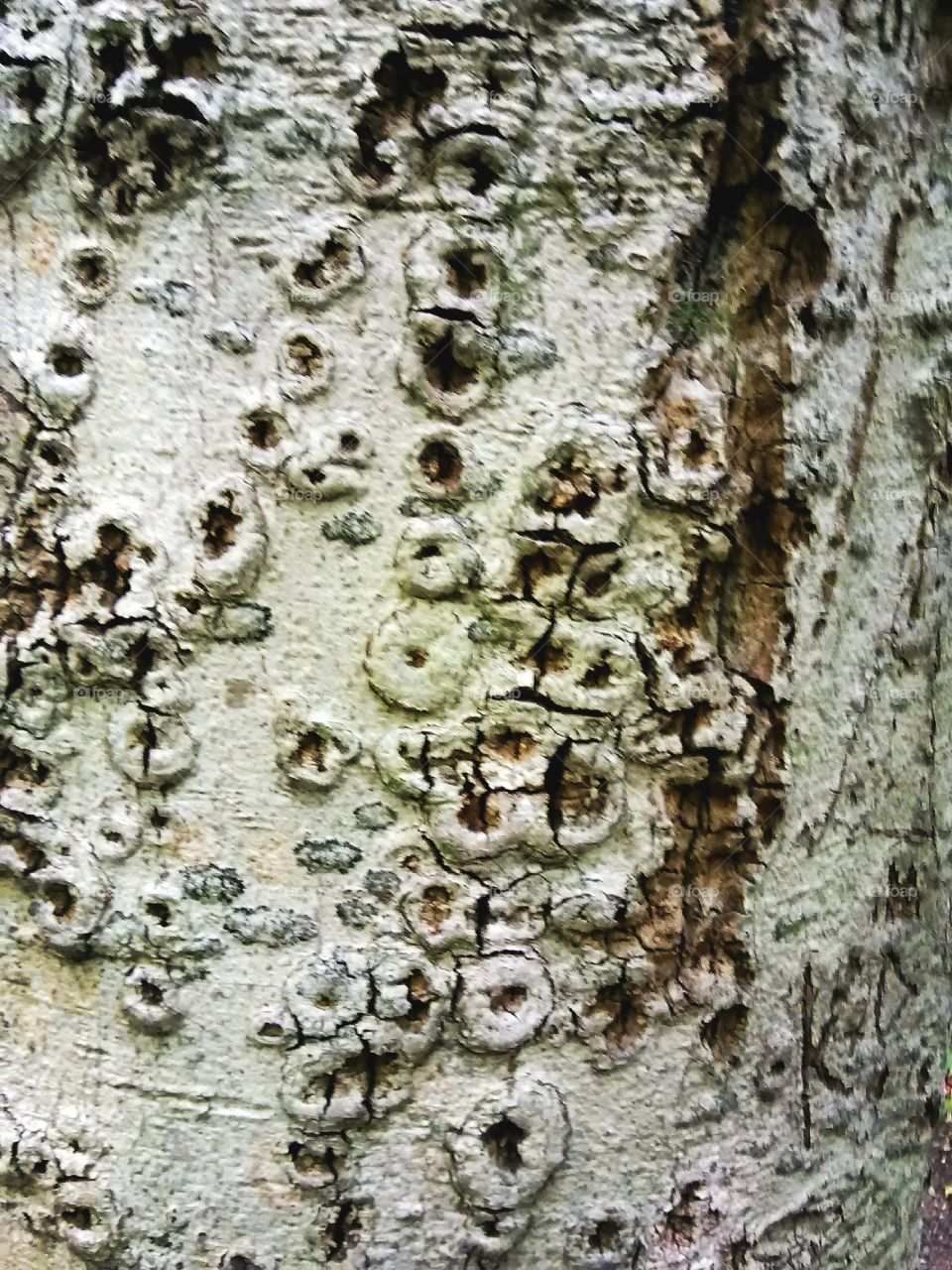captivating tree bark