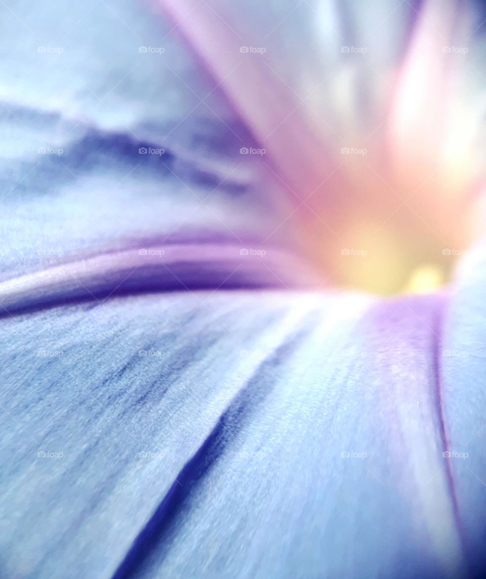 Morning Glory at Close Up