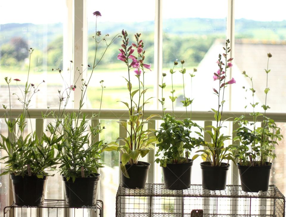 flowers in the window