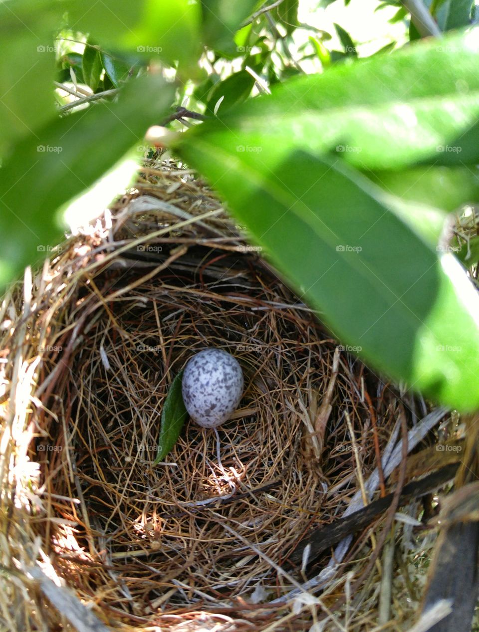 cardinals nest