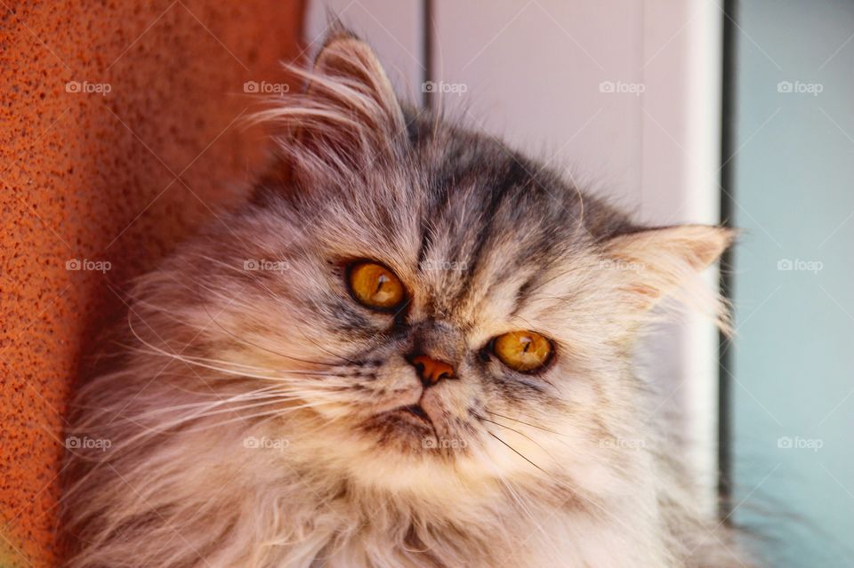 Cat looking at camera