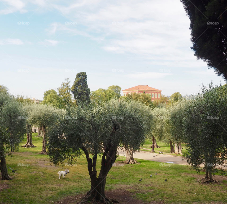 Olive trees  and Matisse museum in the park in Cimiez, Nice, France.