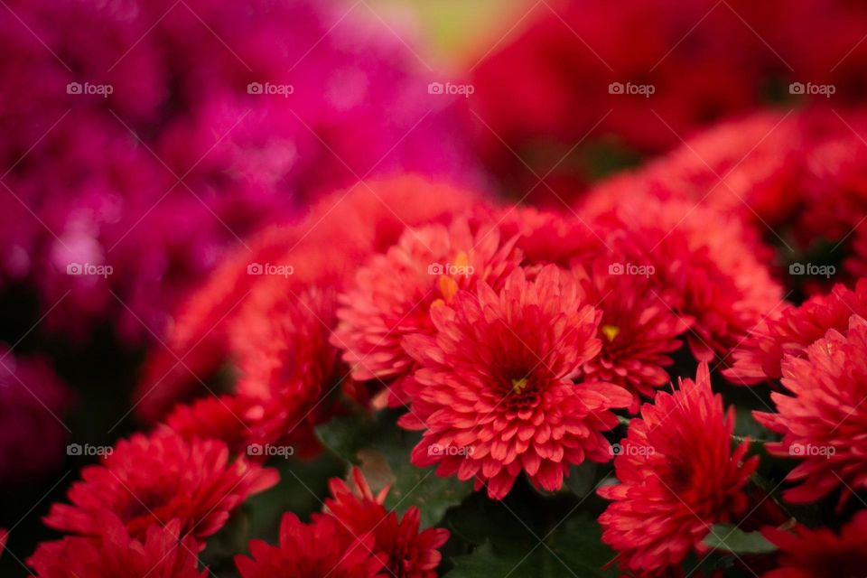 Beautiful fall flowers are also grown at the farm like these red and purple chrysanthemums. The strikingly colourful plants feed our souls like the delicious vegetables feed our stomachs. 