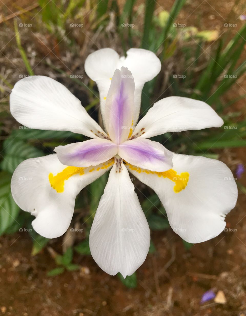 Uma #flor bem especial, de formato e #cores bem diferentes.
📸
#natureza #inspiração #inspiración #landscapes #mobgrafia #flowers #fotografia #nature #photooftheday