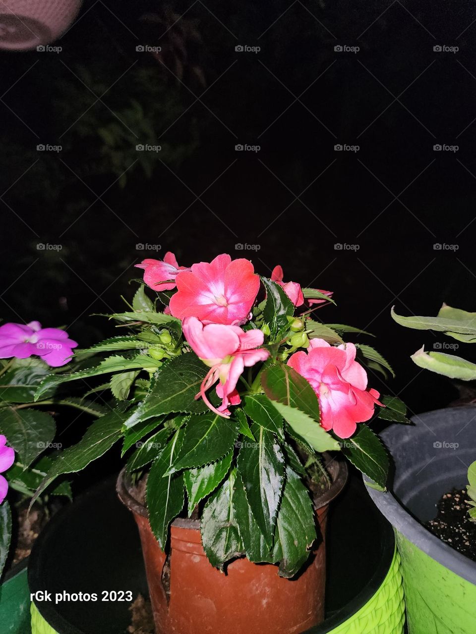 new Guinea Impatience