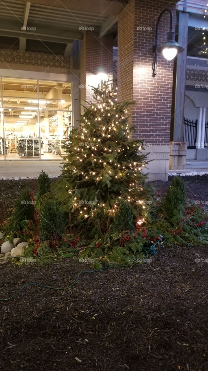 Tree, Christmas, No Person, Evergreen, Winter