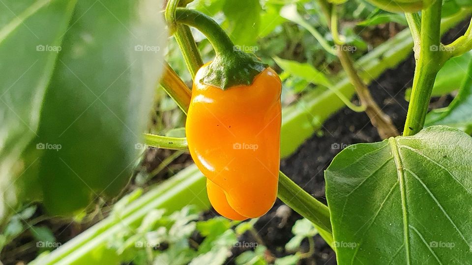 bell pepper