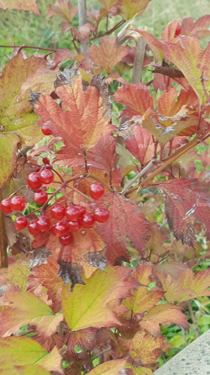 autumn fruit