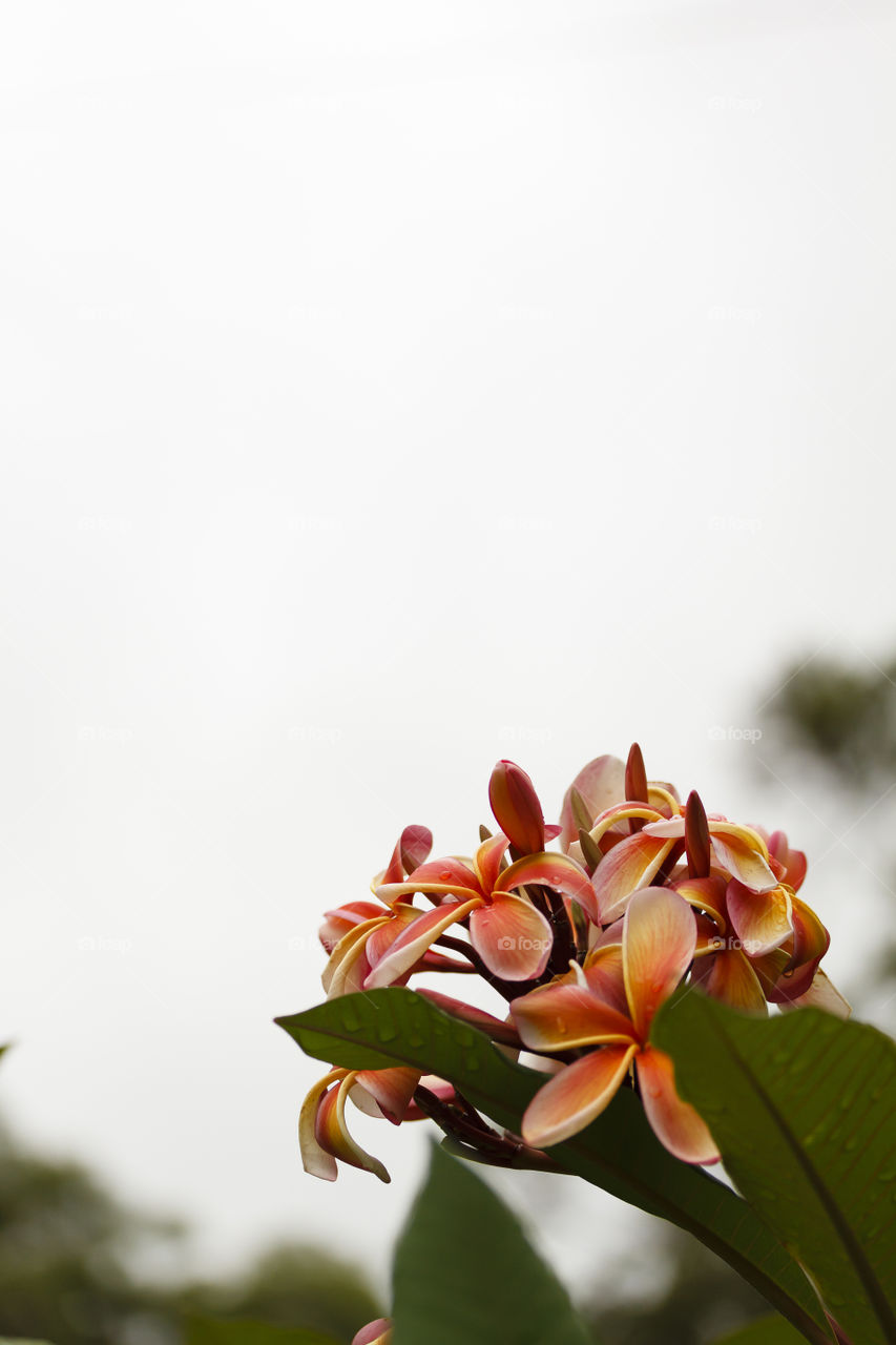 Frangipani Cluster