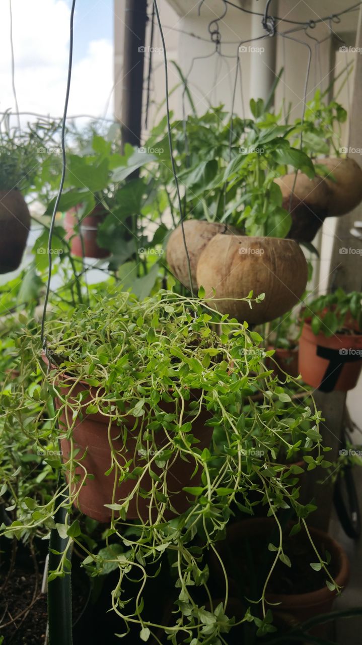 Oregano plant on a home-made hanging pot, coconut shell