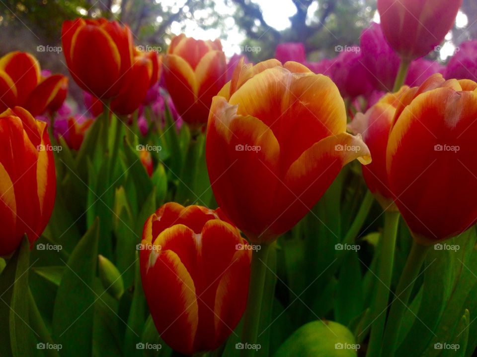 orange tulip
